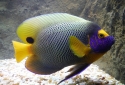 Blueface Angelfish - Pomacanthus xanthometopon