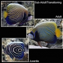Emperor Angelfish - Pomacanthus imperator
