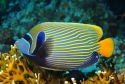 Emperor Angelfish - Pomacanthus imperator