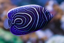 Emperor Angelfish - Pomacanthus imperator