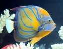 Annularis Angelfish - Pomacanthus annularis