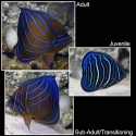 Annularis Angelfish - Pomacanthus annularis