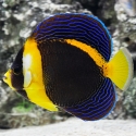 Scribbled Angelfish - Chaetodontoplus duboulayi