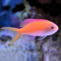 Carberryi Threadfin Anthias - Nemanthias carberryi