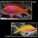 Squareback Anthias - Pseudanthias pleurotaenia
