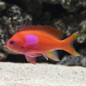 Squareback Anthias - Pseudanthias pleurotaenia