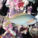 Huchtii Anthias - Pseudanthias huchtii