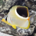 Saddleback Butterflyfish - Chaetodon ephippium