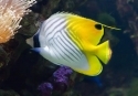 Auriga Butterflyfish - Chaetodon auriga
