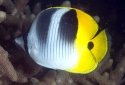 Double Saddle Butterflyfish - Chaetodon ulietensis
