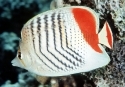 Pearlscale Butterflyfish - Chaetodon xanthurus