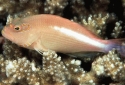 Arc Eye Hawkfish - Paracirrhitus arcuatus