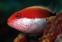 Freckled Hawkfish - Paracirrhites forsteri