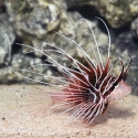 Radiata Lionfish - Pterois radiata