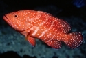 Miniatus Grouper - Cephalopholis miniatus