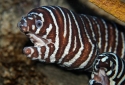 Zebra Moray Eel - Gymnomuraena zebra