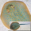Blue Spot Stingray - Taeniura lymma