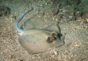Blue Spot Stingray - Taeniura lymma