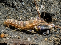 Pistol Shrimp - Alpheus sp.