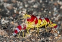 Pistol Shrimp - Alpheus sp.