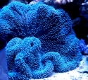 Saddle Anemone - Stichodactyla haddoni