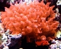 Bubble Anemone - Entacmaea quadricolor