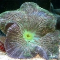 Stripe Saddle Carpet Anemone