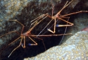 Arrow Crab - Stenorhynchus seticornis