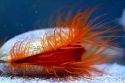 Electric Flame Scallop - Lima sp.