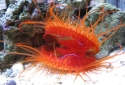 Electric Flame Scallop - Lima sp.