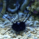 Black Longspine Urchin - Diadema setosum