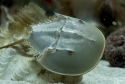 Horseshoe Crab - Limulus polyphemus