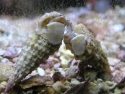 Cerith Snail - Cerithium sp.