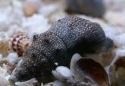 Cerith Snail (Cerithium sp.) 
