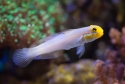 Sleeper Gold Head Goby - Valenciennea strigata 