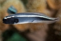 Engineer Goby - Pholidichthys leucotaenia