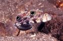 Two Spot Goby - Signigobius biocellatus