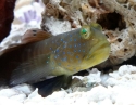 Bluespotted Watchman Goby - Cryptocentrus pavoninoides