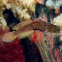 Bluespotted Watchman Goby - Cryptocentrus pavoninoides