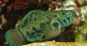 Spotted Mandarin - Synchiropus picturatus