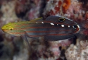 Court Jester Goby - Amblygobius rainfordi