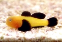 Panda Clown Goby - Paragobius lacunicolus