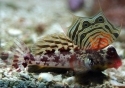 Scooter Blenny - Synchiropus ocellatus