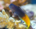 Bicolor Blenny - Ecsenius bicolor