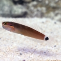 Tail Spot Blenny - Ecsenius stigmatura
