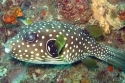 Stars and Stripes Puffer - Arothron hispidus 