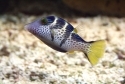 Saddle Valentini Puffer - Canthigaster valentini