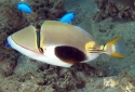 Bursa Triggerfish - Rhinecanthus verrucosus