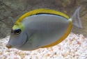 Blonde Naso Tang - Naso elegans