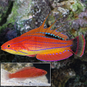 Carpenter's Flasher Wrasse - Paracheilinus carpenteri